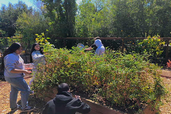 Picture of Redwood High School students tending to a tomato planter box in a yard